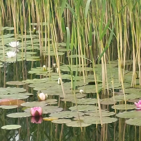 Camping Bauwagen Gnubbel Am Jahnteich *