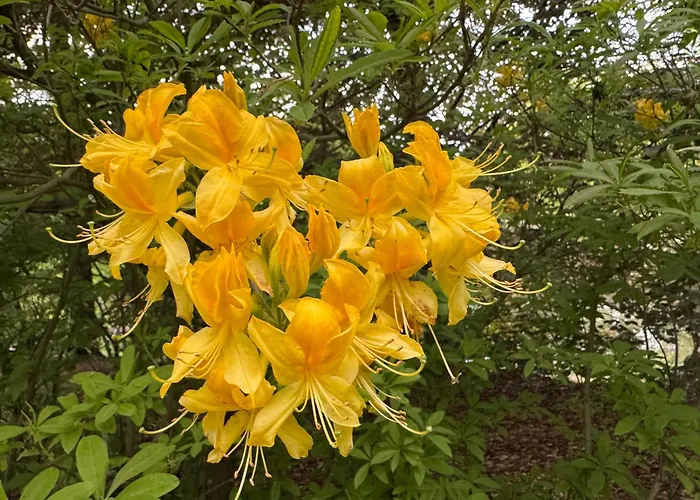 Bauwagen Gnubbel Am Jahnteich * Weisswasser